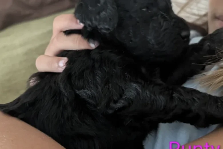 Goldendoodle