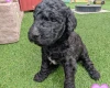 Goldendoodle