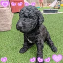 Goldendoodle