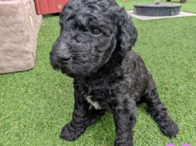 Goldendoodle