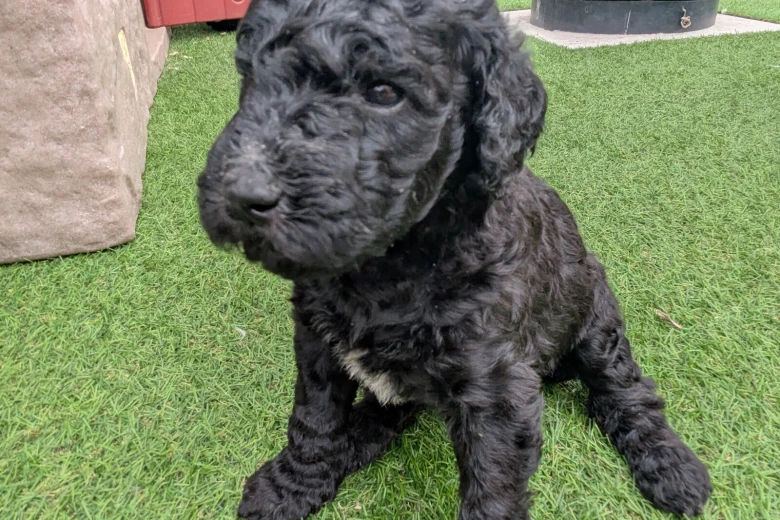 Goldendoodle