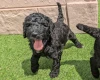 Goldendoodle