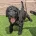 Goldendoodle