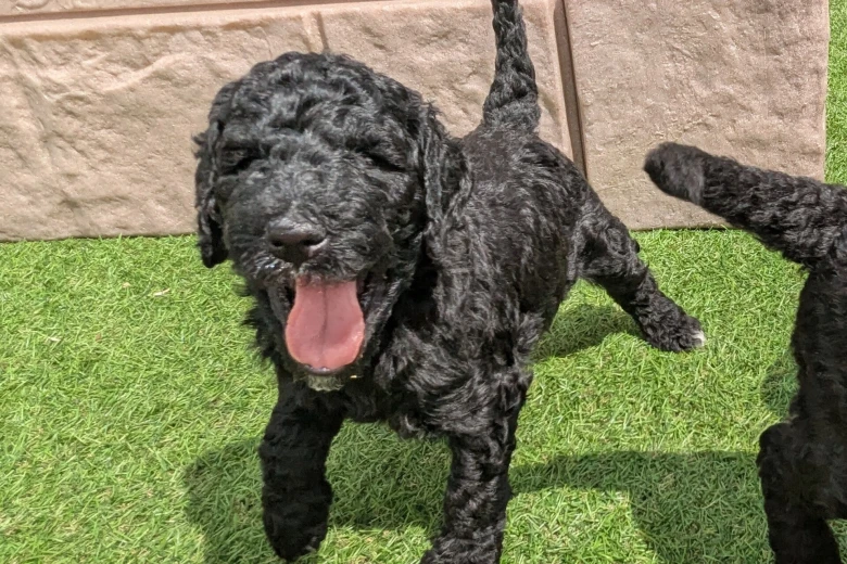 Goldendoodle