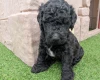 Goldendoodle