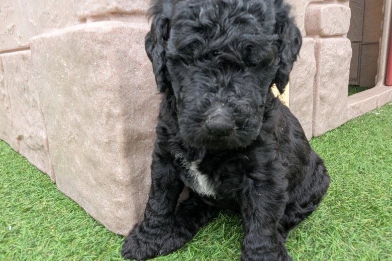 Goldendoodle
