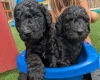 Goldendoodle