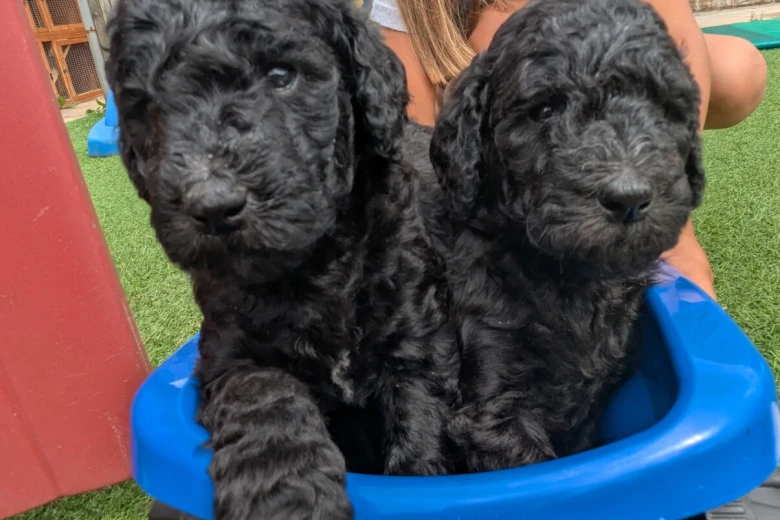 Goldendoodle