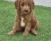 Goldendoodle