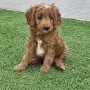 Goldendoodle