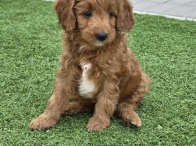 Goldendoodle