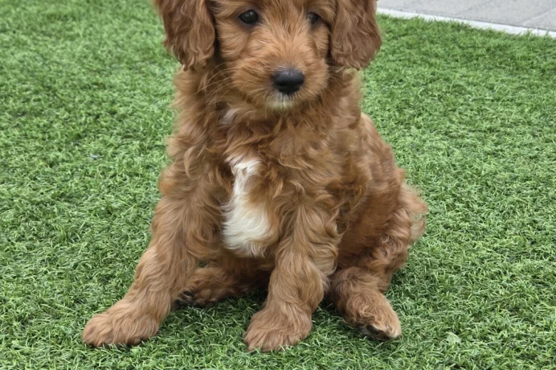 Goldendoodle
