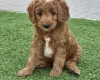 Goldendoodle