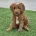 Goldendoodle