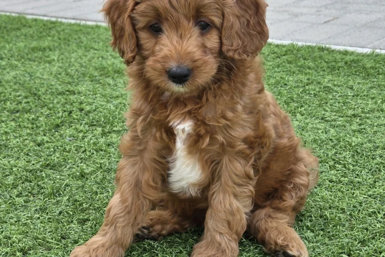 Goldendoodle
