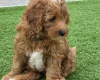 Goldendoodle