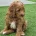 Goldendoodle