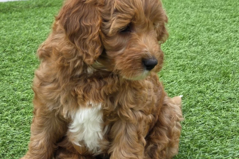 Goldendoodle