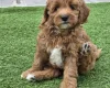 Goldendoodle