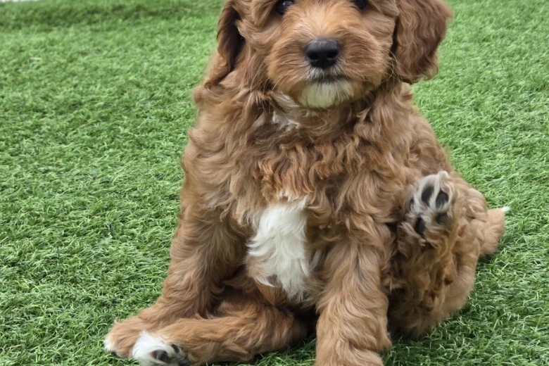 Goldendoodle