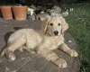 Goldendoodle