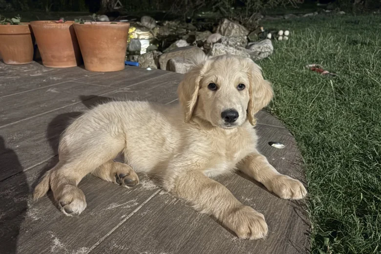 Goldendoodle