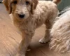 Goldendoodle