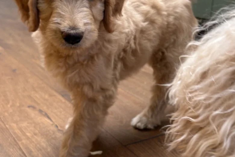 Goldendoodle