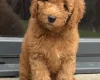 Goldendoodle