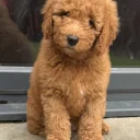Goldendoodle