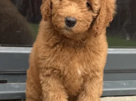 Goldendoodle