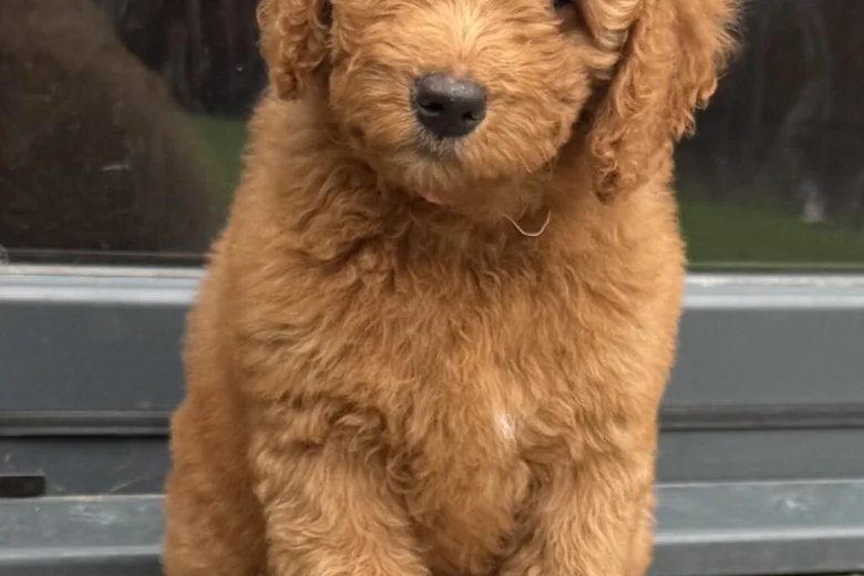 Goldendoodle