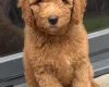 Goldendoodle