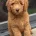 Goldendoodle