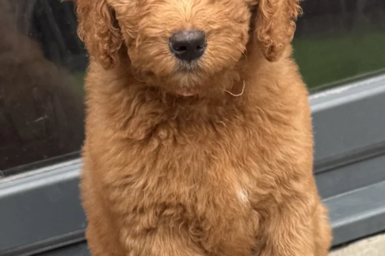 Goldendoodle