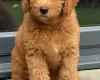 Goldendoodle