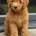 Goldendoodle