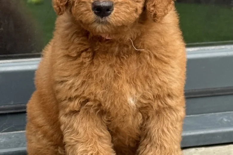 Goldendoodle