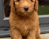 Goldendoodle