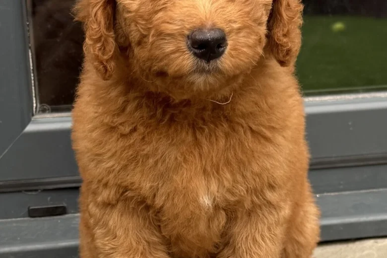Goldendoodle
