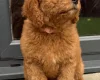 Goldendoodle