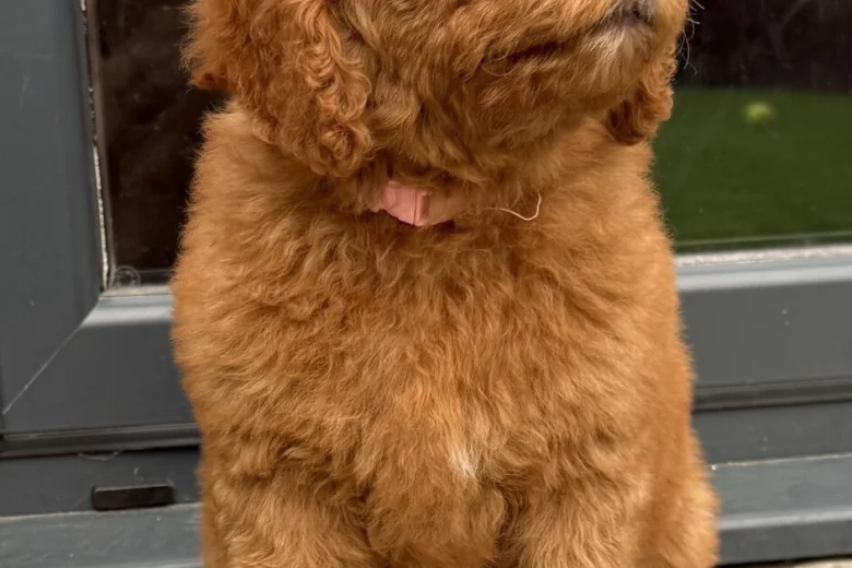 Goldendoodle