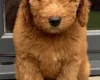 Goldendoodle