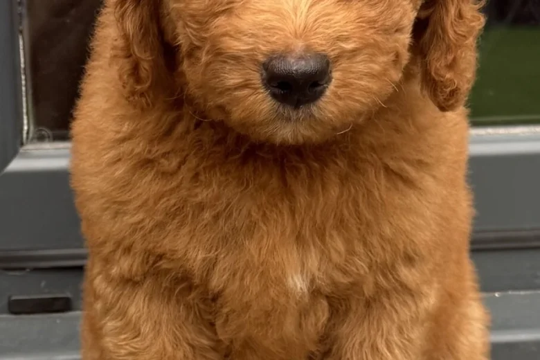 Goldendoodle