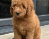 Goldendoodle