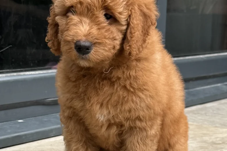 Goldendoodle