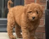 Goldendoodle