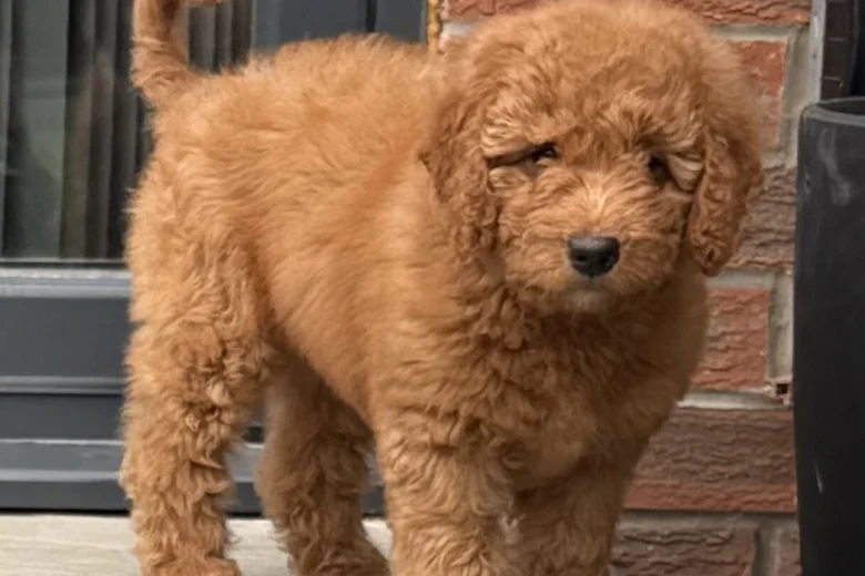 Goldendoodle