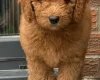 Goldendoodle