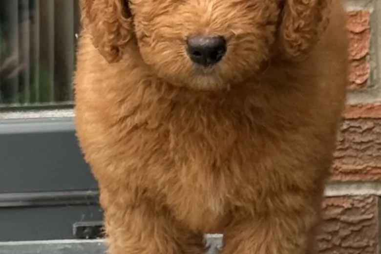 Goldendoodle